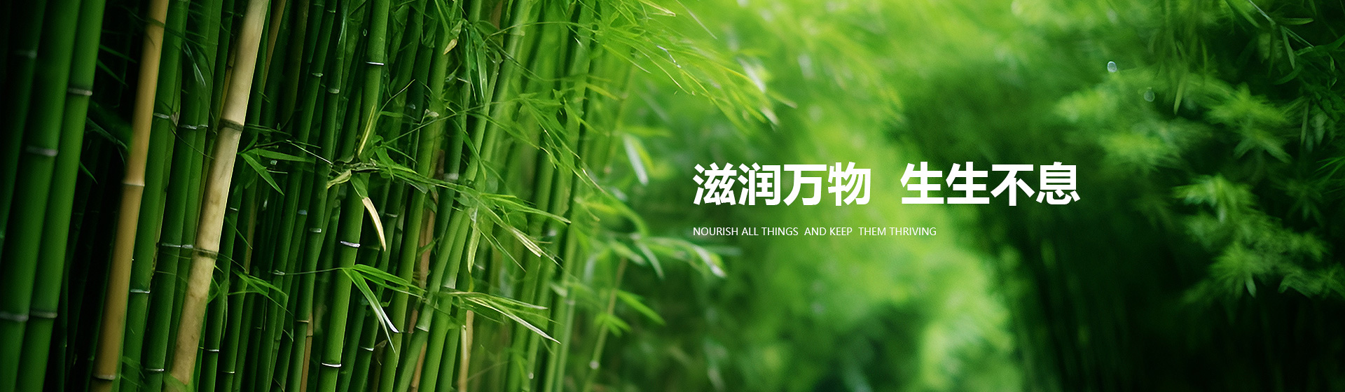 Bamboo
